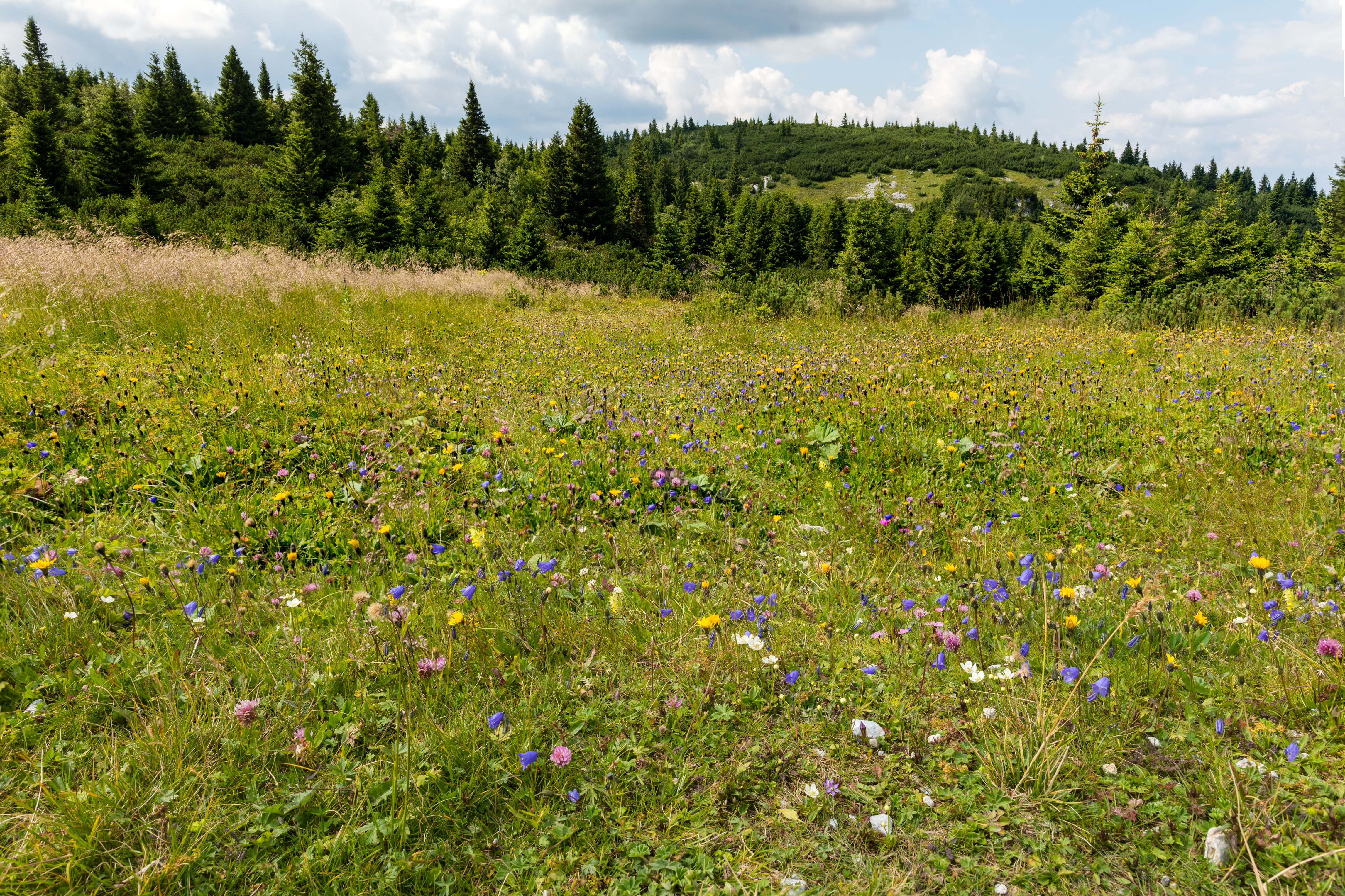 gallery/_n813410 copy